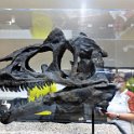 Jurassic harz  (103)